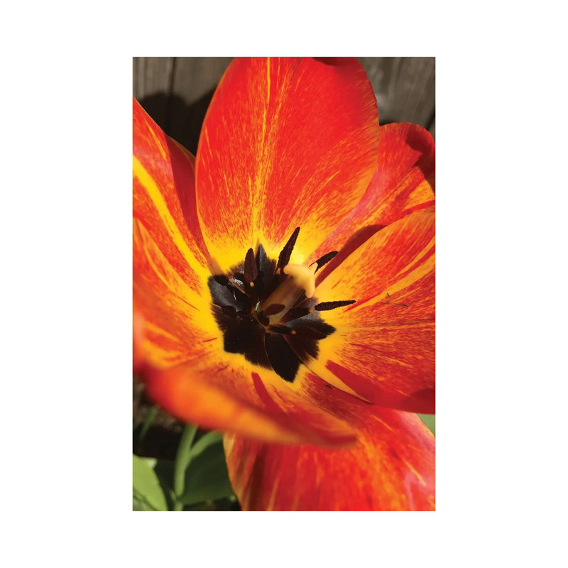 Full Sun I 1 Piece Wrapped Canvas Wall Art, 66.04cm H x 45.72cm W x 1.905cm D