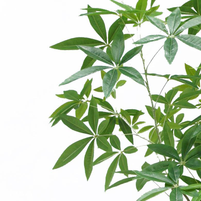 Annistyn 180cm Faux Money Tree in Pot