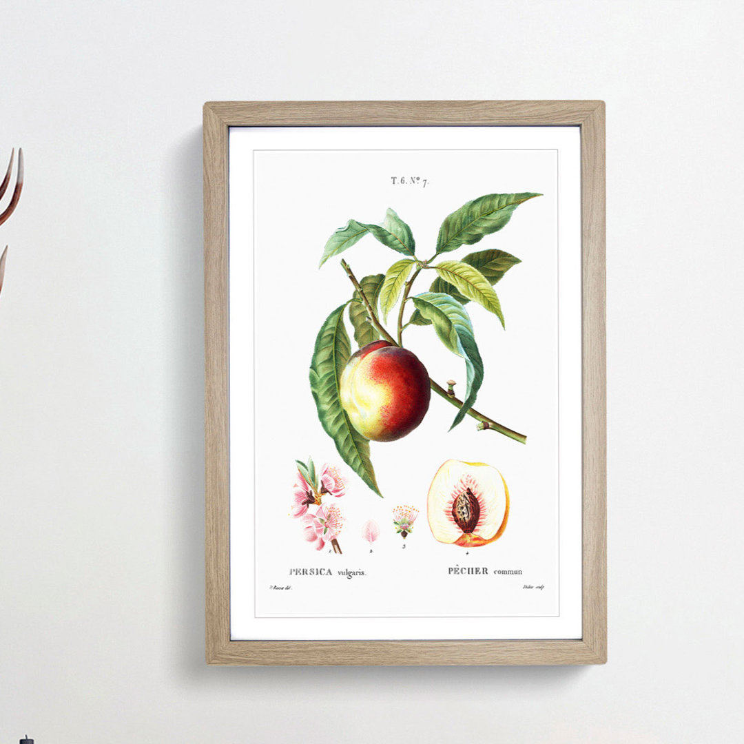 Peach Tree Flowers by Pierre-Joseph Redoute - Framed Print