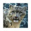 " Snow Leopard, Square " by Collin Bogle-35538130-72409137-72409142
