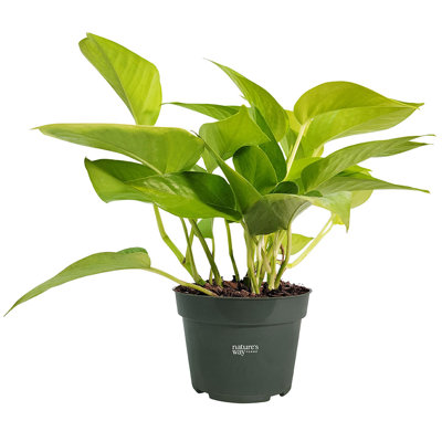 Nature's Way Farms 4 inch Neon Pothos Live House Plant in Growers Pot
