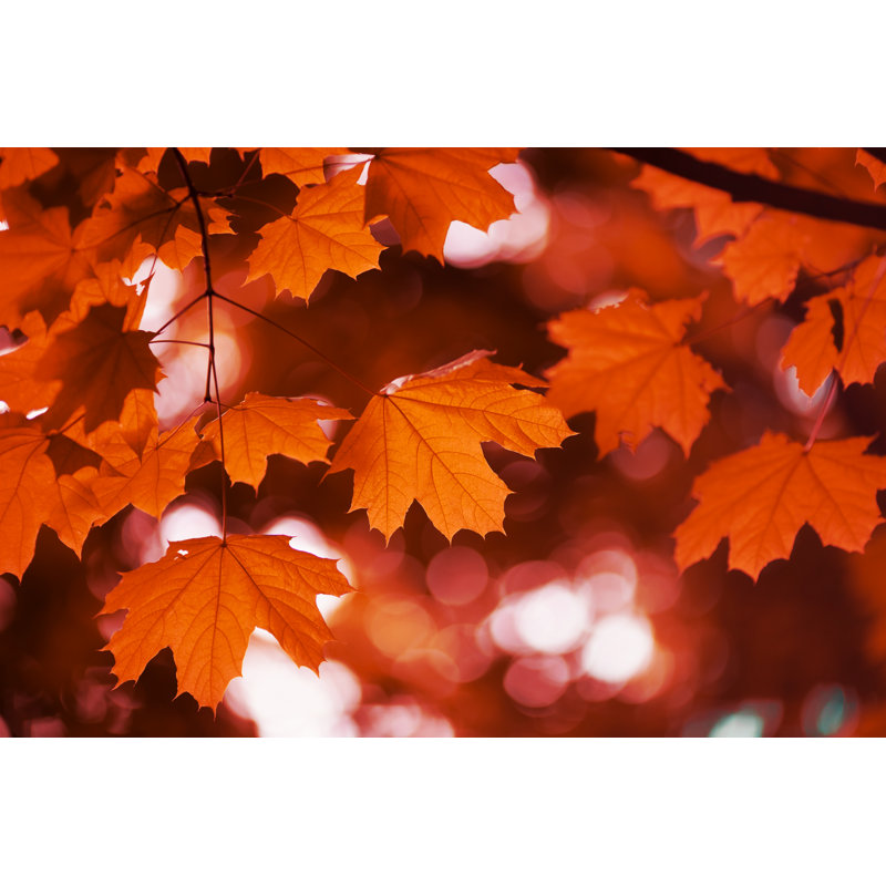 Maple Leaf Autumn - Wrapped Canvas Print, 20cm H x 30cm W x 3.8cm D