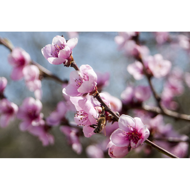 «Peach Blossoms» - Photographie sur toile tendue, H 20 po x l 30 po