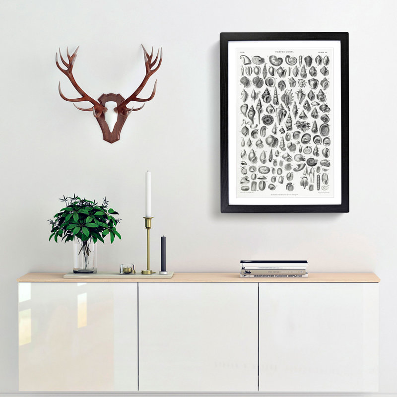Study of Mollusc Shells XX by Oliver Goldsmith - Framed Print, 36cm H x 27cm W x 2cm D, Black Framed