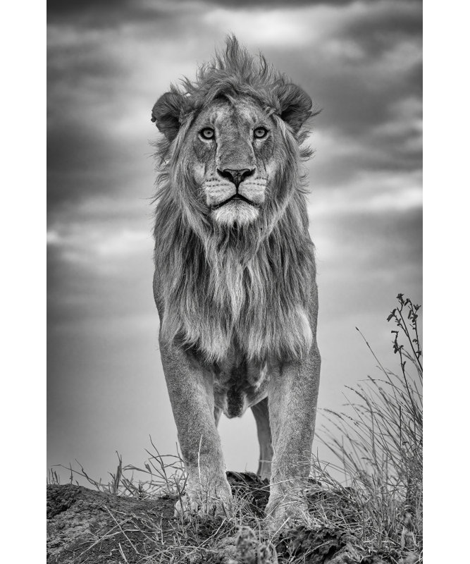 Wrapped Canvas Print, 91.44 cm H x 60.96 cm W