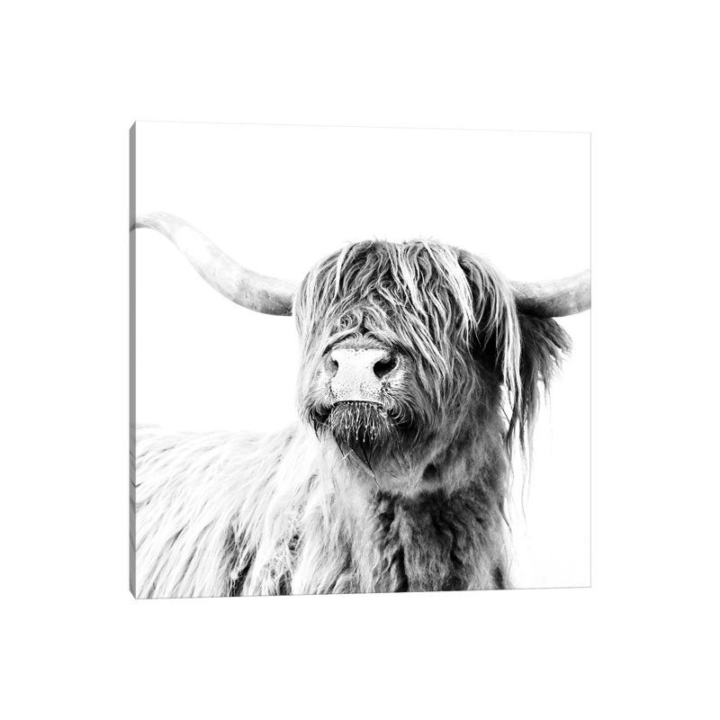 Highland Cattle Frida Black And White Square by Monika Strigel - Wrapped Canvas Print, 66.04 cm H x 66.04 cm W x 1.91 cm D