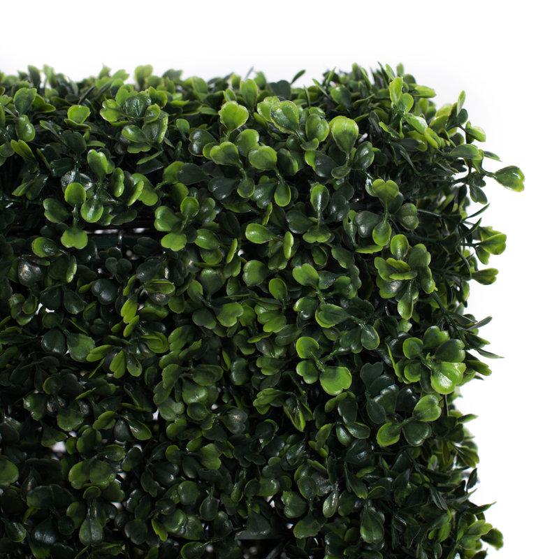 Boxwood Wall Panel Arrangement, 48" H x 48" W x 12" D