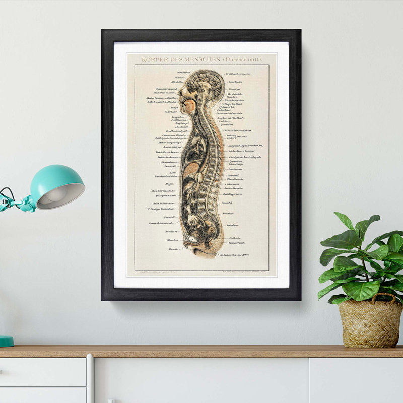 Anatomy Chart in German - Framed Print, 48cm H x 36cm W x 2cm D, Black Framed
