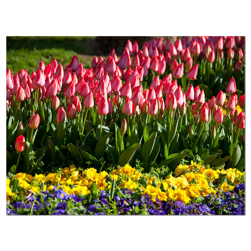 Reproduction de photo sur toile tendue, "tulipes rouges avec des fleurs jaunes mauves", H 30 po x l 40 po
