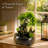 Bonsai-style Tabletop Fountain