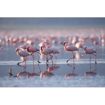 Flamingoes On Lake Nakuru by Mantaphoto - No Frame Art Prints on Canvas