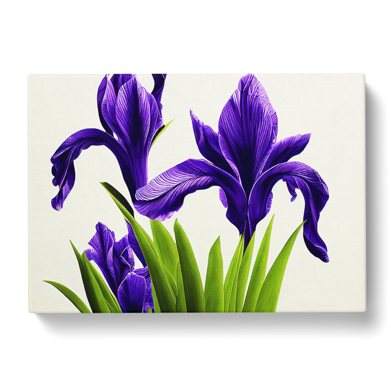 Spectacular Iris Flowers - Wrapped Canvas Painting, 35cm H x 50cm W x 3cm D