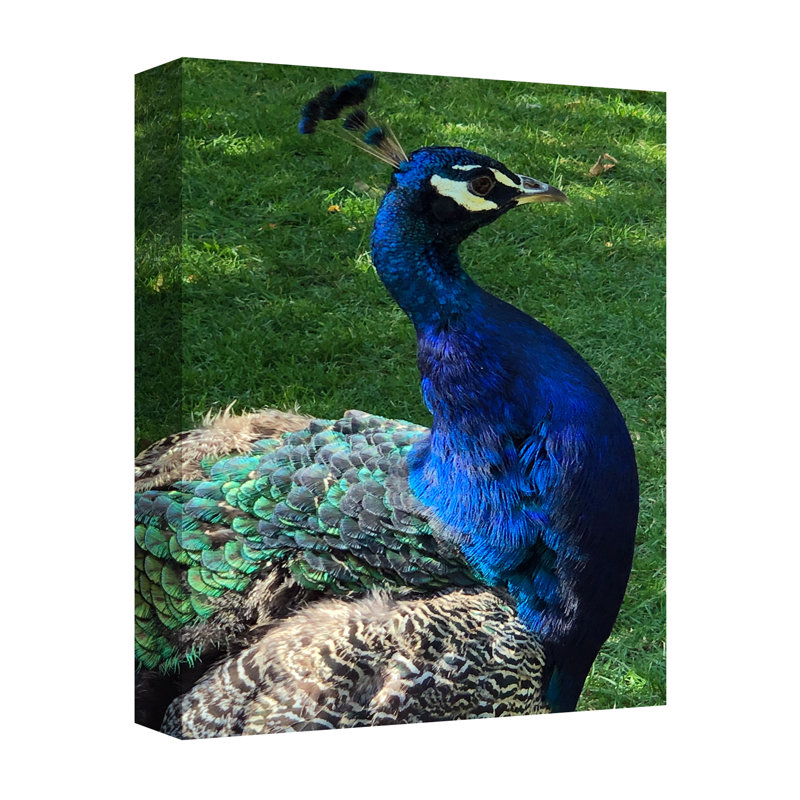 Beautiful Peacock Head - Wrapped Canvas Print