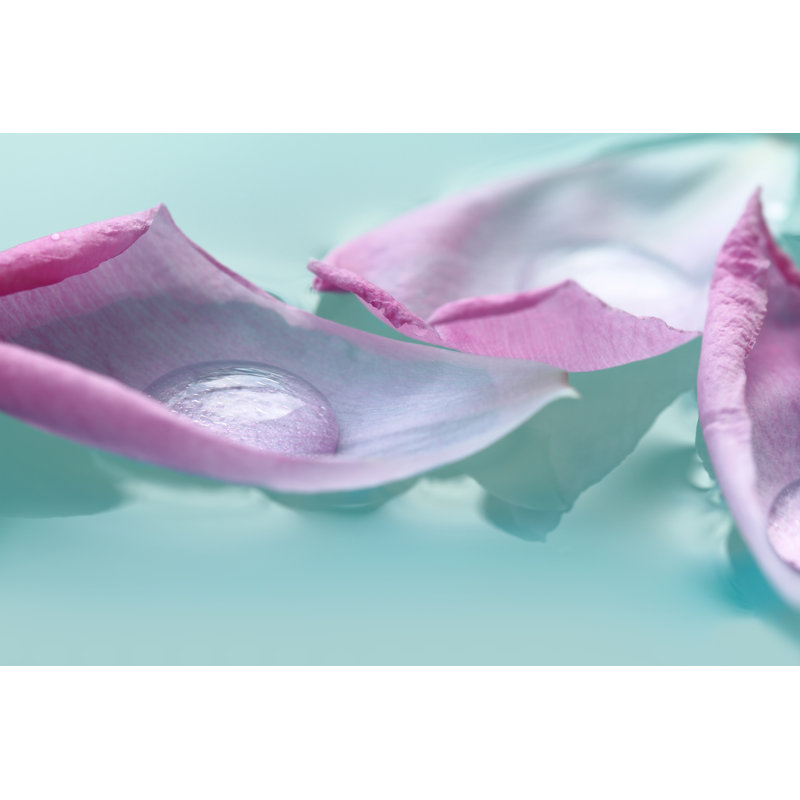 Flower Petals - Wrapped Canvas Print, 30cm H x 46cm W x 3.8cm D