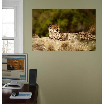 Animals Non-Wall Damaging Wall Decal