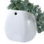 2 - Piece Artificial Plant Set
