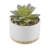 4.75'' Faux Agave Succulent in Pot-1873677997