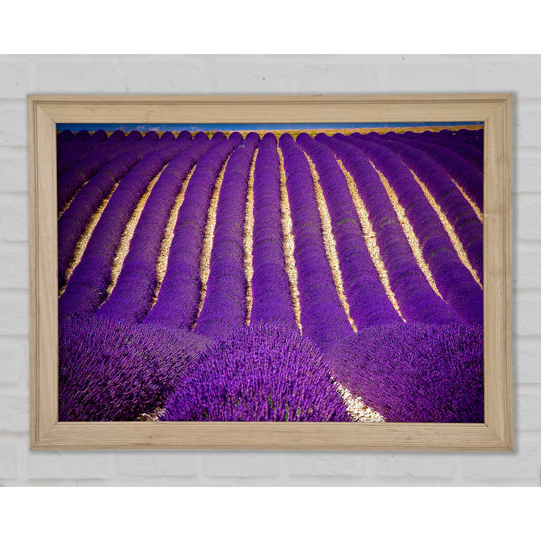 Gerahmter Kunstdruck Lavender Field