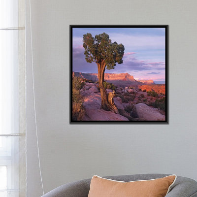 « pinyon pin, toroweap négligent, grand canyon national park, arizona », reproduction de photo sur toile