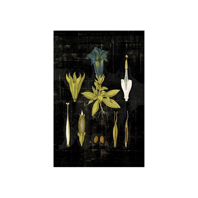 Botanical Study I Print by Michelle Bennett, Outdoor, 30" H x 20" W