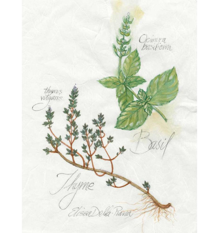 Ophelia & Co., Della, Piana, Elissa, art sur toile tendue avec châssis: basilic et thym, H 47 po x l 36 po