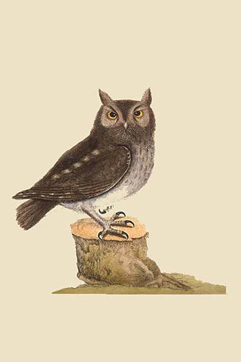 Reproduction d’art graphique, "little owl" par catesby catesby, H 42 po x l 28 po x P 1,5 po
