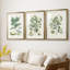 Buchoz Tropicals IV - reproduction encadrée sur mesure de qualité supérieure mate - 3 pièces-1420945987-1420945986