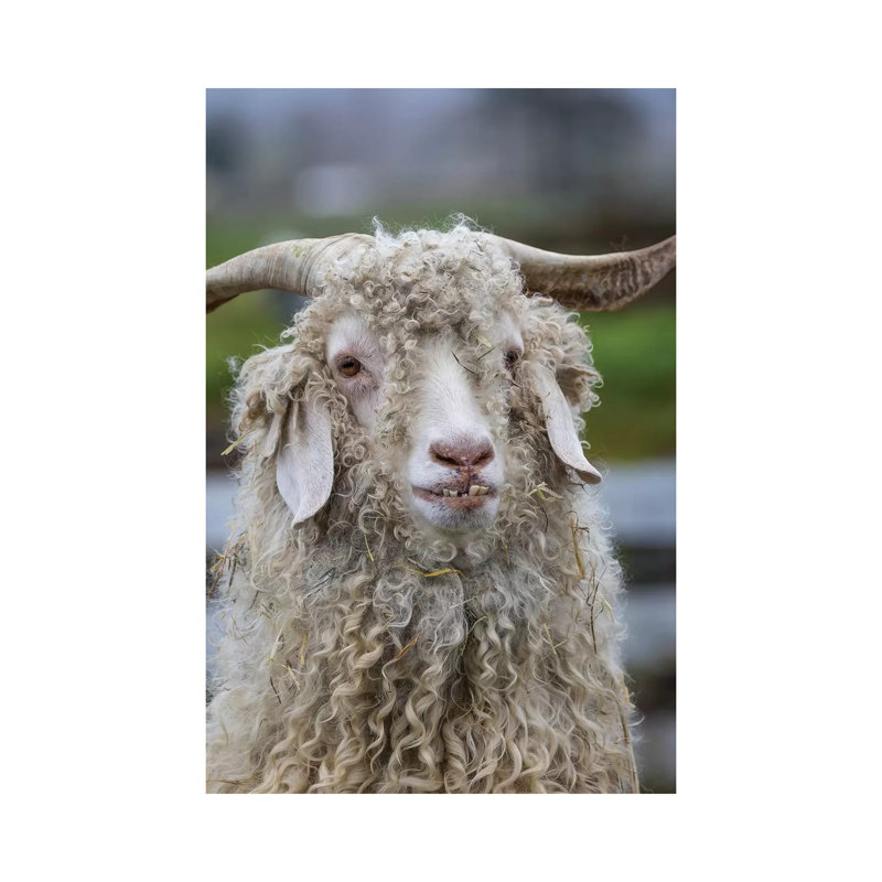 USA, Oregon. Old Goat Close-up. by Jaynes Gallery - Wrapped Canvas Gallery-Wrapped Canvas Giclée, 101.6cm H x 66.04cm W