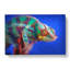 A Chameleon In Abstract - Wrapped Canvas-55300717