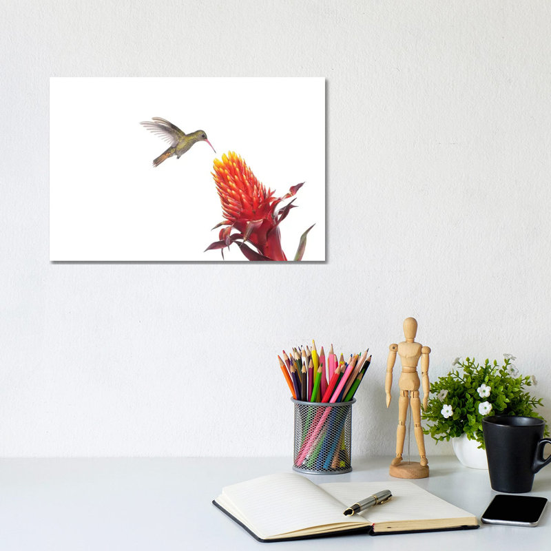 Gilded Hummingbird Feeding On Flower Nectar, Argentina by Agustin Esmoris - Wrapped Canvas Print