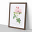 Italian Damask Rose in Pink by Pierre-Joseph Redoute - Picture Frame Painting Print-55576050-55576045