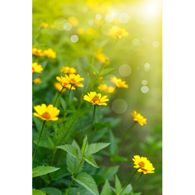 Marguerite jaune au soleil