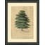 Algum Tree Print