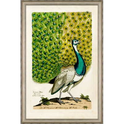 Peacock II Print