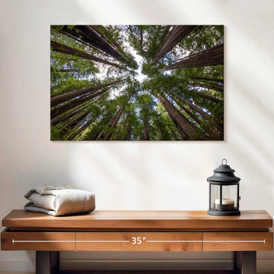 Into The Redwood Forest