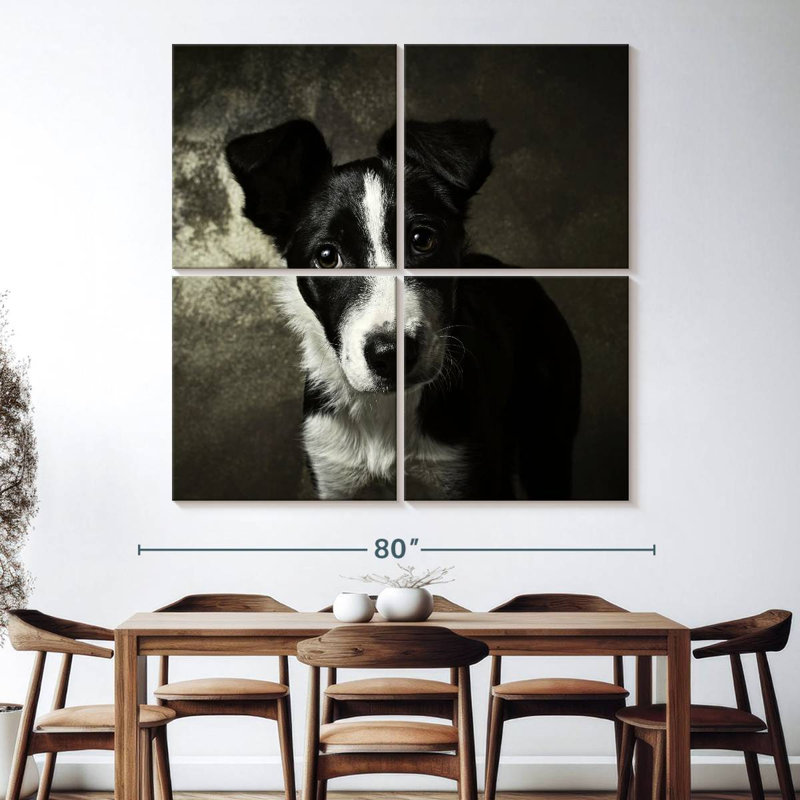 Chiot Border Collie de Brampt, H 74 po x l 74 po