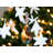 4 " Glass Finial Ornament