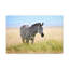 «Zebra Hunting Zebra on Hunt», reproduction d'art mural-1206667901