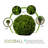 Boxwood Topiary