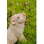 Bébé cochon assis-67579699