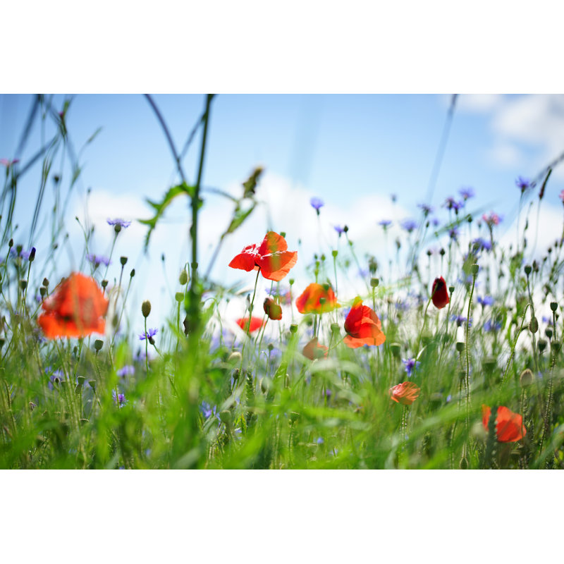 Forance Poppies Against Blue Sky - Wrapped Canvas Print, 30cm H x 46cm W x 3.8cm D