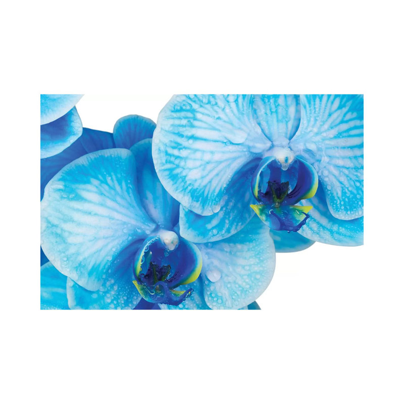 Blue Orchid IV 1 Piece Wall Art on Canvas, 20.32 cm H x 30.48 cm W, Wrapped Canvas