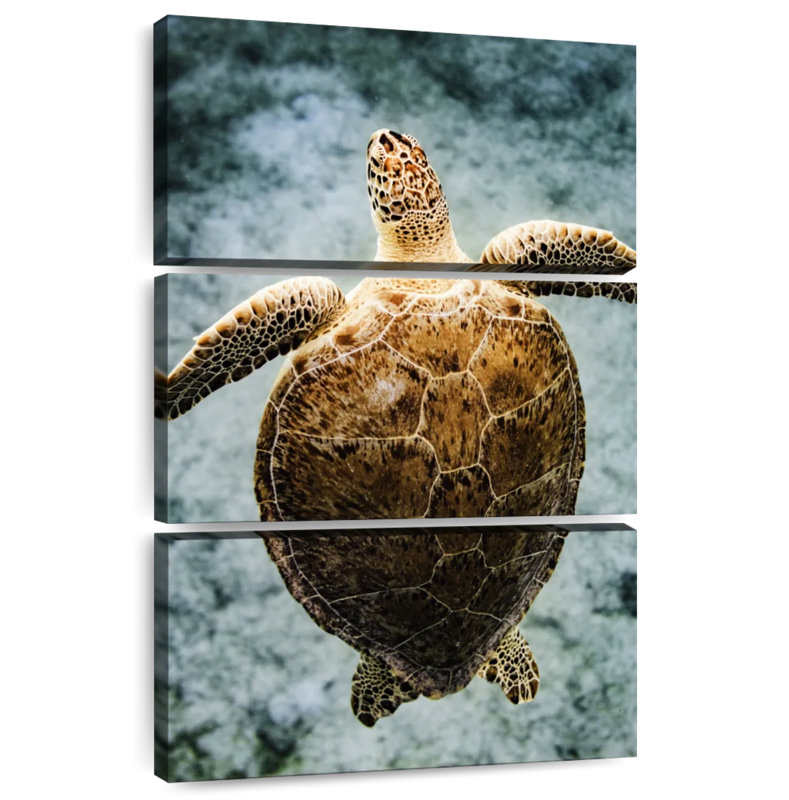 Brampt Virgin Islands Turtle, 38" H x 24" W
