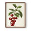 Antique Fruit II, reproduction encadrée - bois massif-1184347276-1184347287