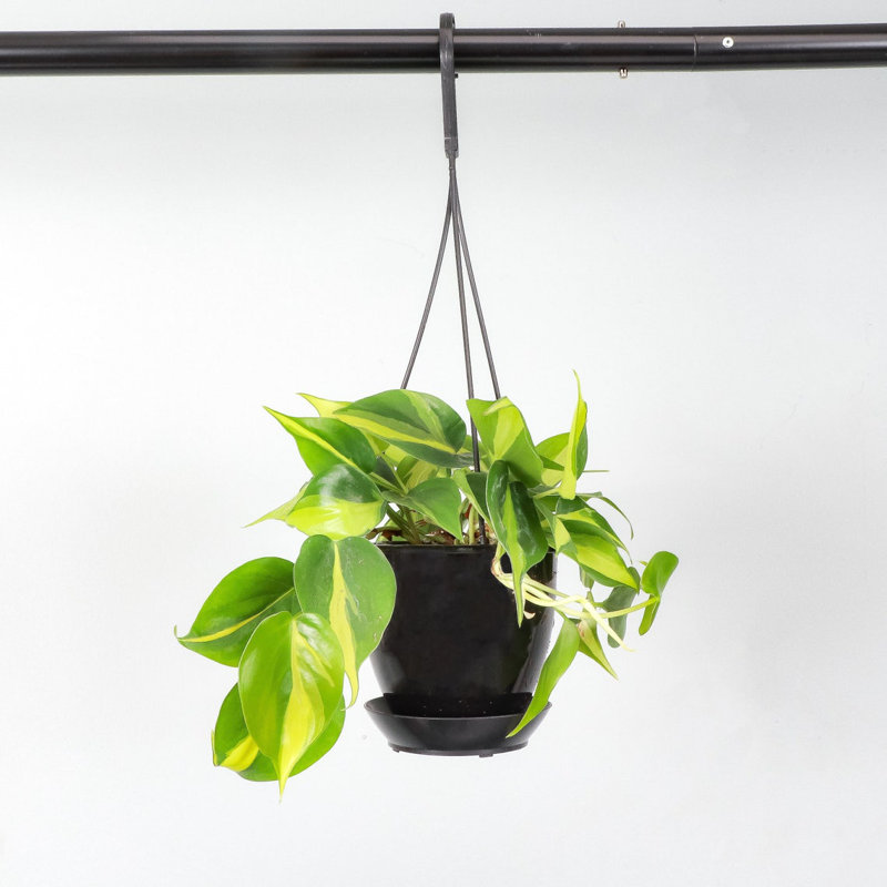 Live Brazil Philodendron Plant in Hanging Pot