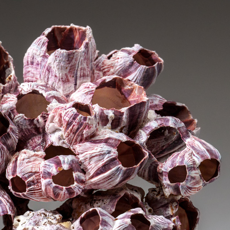 Genuine Purple Acorn Barnacle Cluster (3.5 Lbs)