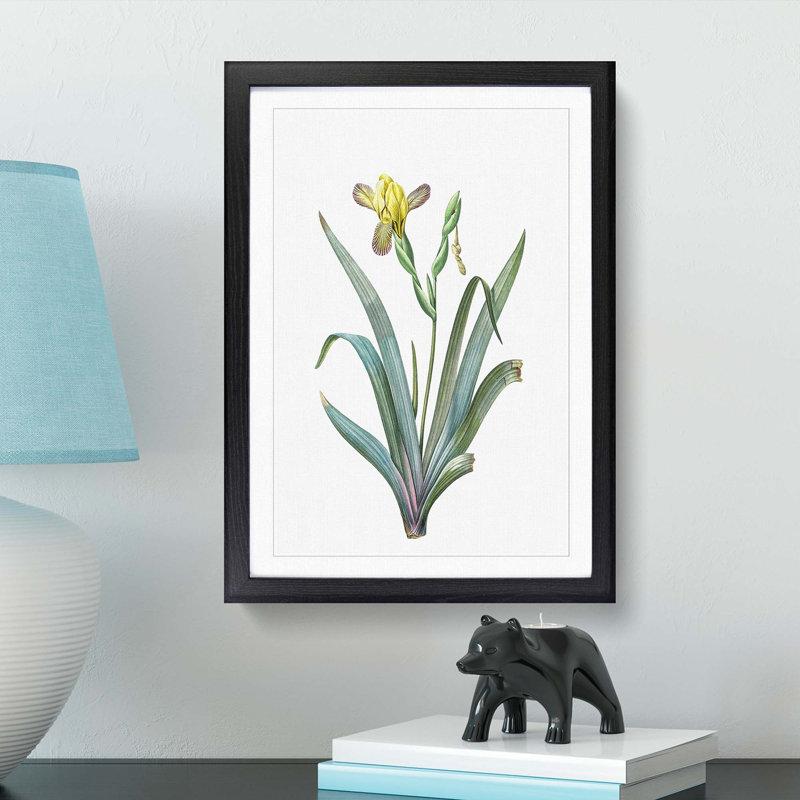 Hungarian Iris Flowers by Pierre-Joseph Redoute - Picture Frame Painting Print, 48cm H x 36cm W x 2cm D, Black Framed