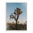 White Maple Floater Framed is unavailable
