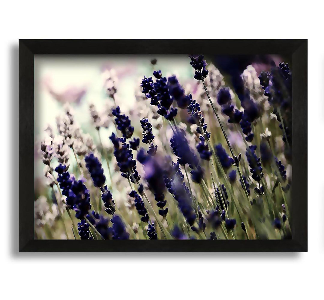 Gerahmtes Leinwandbild Lavender Flower Stems