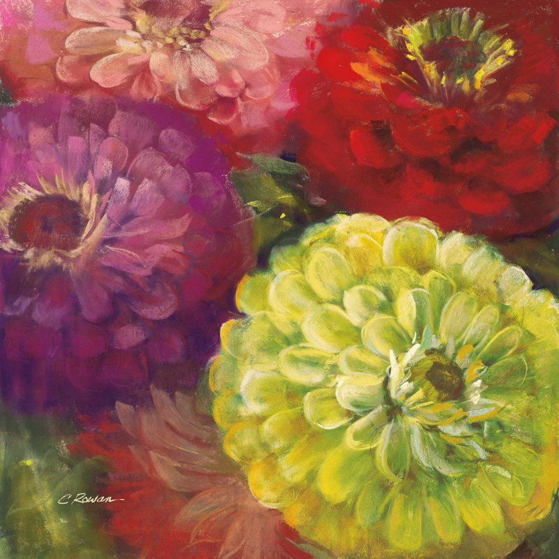 Zinnia Gala I, H 12 po x l 12 po